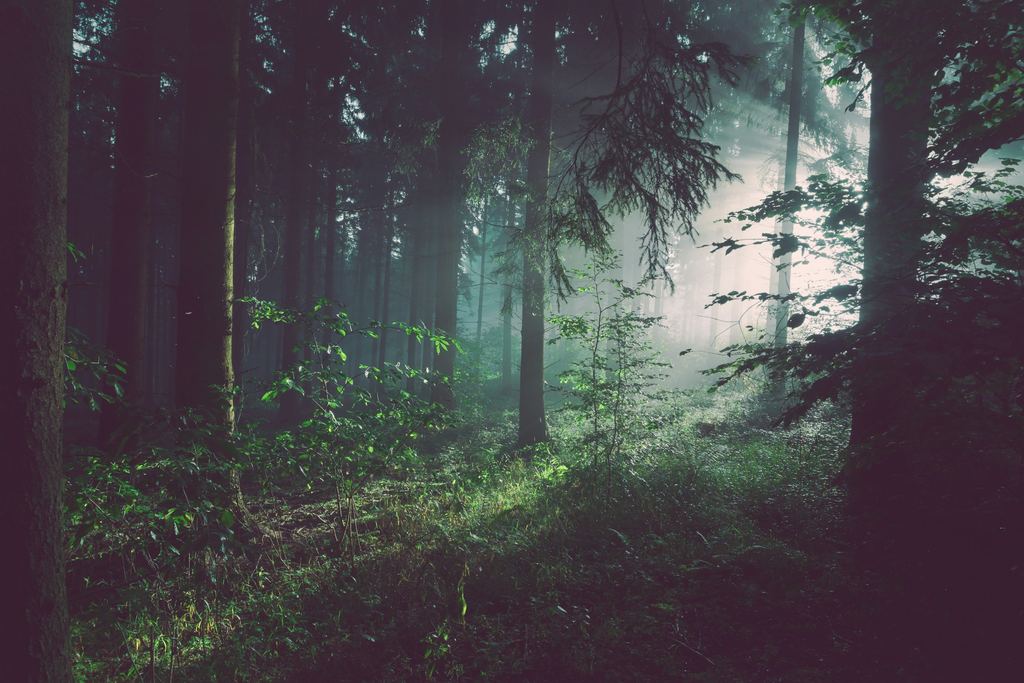 A dark, misty evergreen forest, soft light falling through the trunks onto ferns and undergrowth