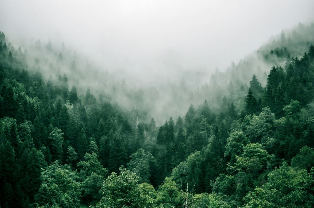 Low cloud drifting across a steep hillside of dense evergreen forest